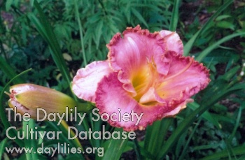 Daylily Rosemary Paul