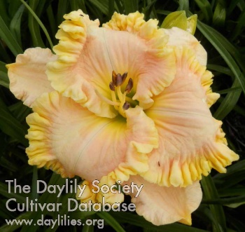 Daylily Ruffalicious
