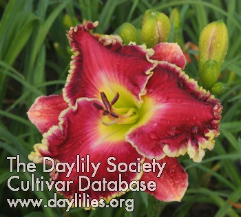 Daylily Song of the Redeemed