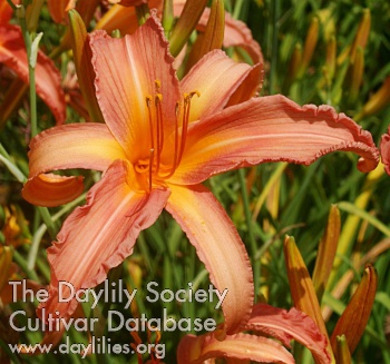 Daylily Salusa