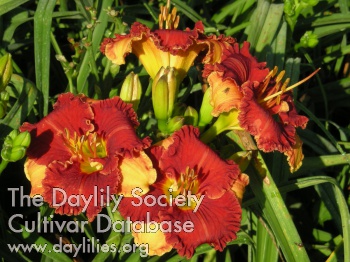 Daylily Spacecoast Color Scheme