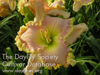 Daylily Spacecoast Miss Margaret