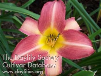 Daylily Song of Solomon