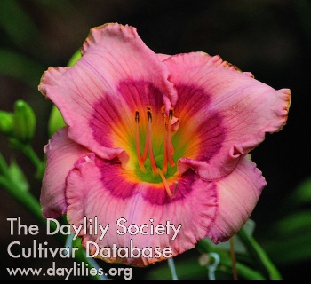 Daylily Song Without Words