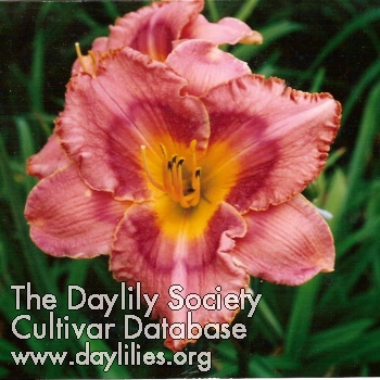 Daylily Son of Hercules