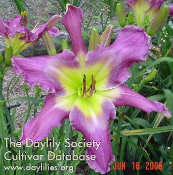 Daylily Spread Your Wings