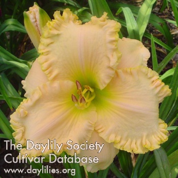 Daylily Stunning Sight