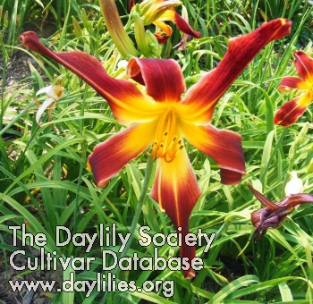 Daylily Susan Heimerdinger