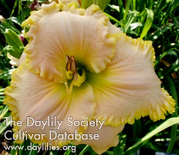 Daylily Small World Brenden