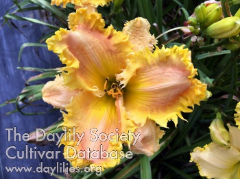 Daylily Saber Tooth