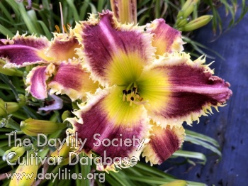 Daylily Saber Tooth Shark