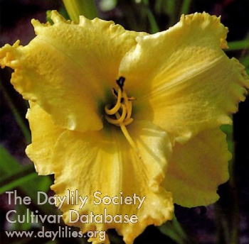 Daylily Saffron Glow