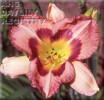 Daylily Sagamore Tricia's Passion