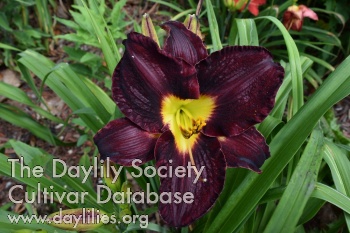 Daylily Saint of the Coal Regions