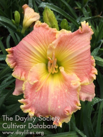 Daylily Saltwater Kisses