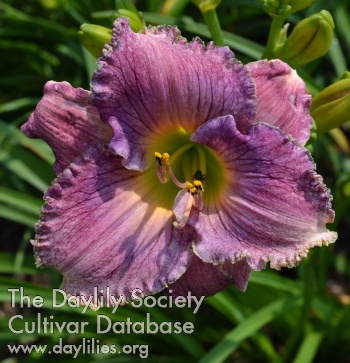 Daylily Sands Through the Hourglass