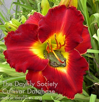 Daylily Sanford Toad Hall