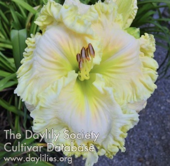 Daylily Satin Facets