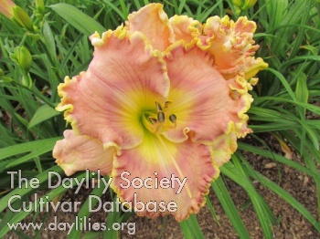 Daylily Satine des Anges