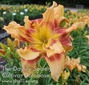 Daylily Savannah Sensation