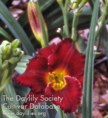 Daylily Scapes from Hell