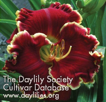 Daylily Scarlet Angel