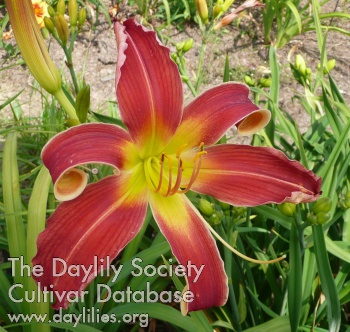 Daylily Scarlet Curlicue
