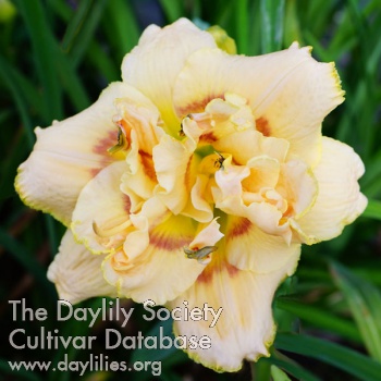Daylily Scatter Your Senses