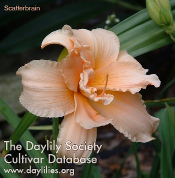 Daylily Scatterbrain