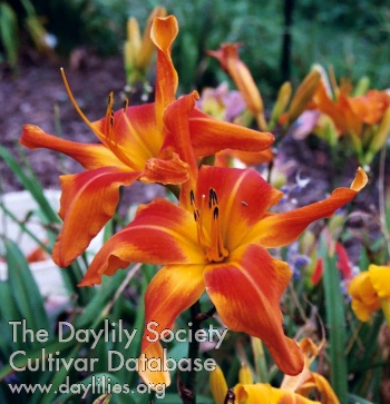 Daylily Screamcicle