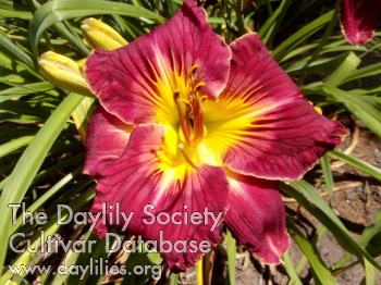 Daylily Sculpted Ruby