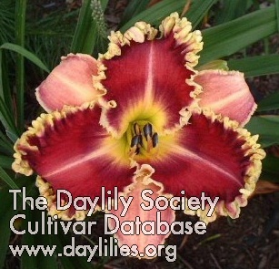 Daylily Sea Dragon