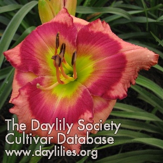 Daylily Seal the Deal