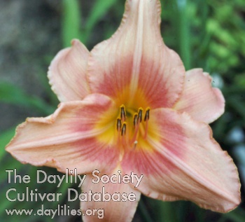 Daylily Secret Garden
