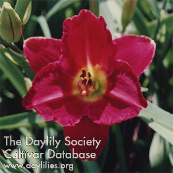 Daylily Seductor