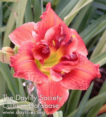 Daylily Seeing Double