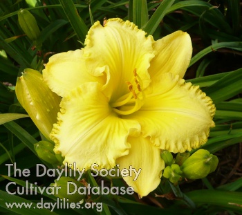Daylily Self Absorbed