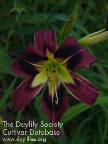 Daylily Sentry at the Wormhole