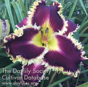 Daylily Shadow Chaser