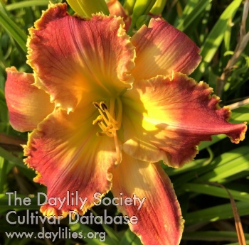 Daylily Shadow of the Great Mountain