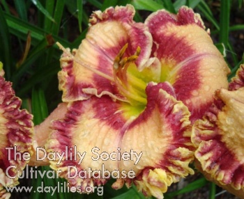 Daylily Shadow's Boogie with Life