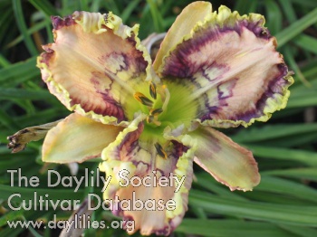 Daylily Shake, Rattle and Roll