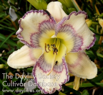 Daylily Sharply Focused