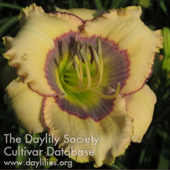 Daylily Shattered Dreams
