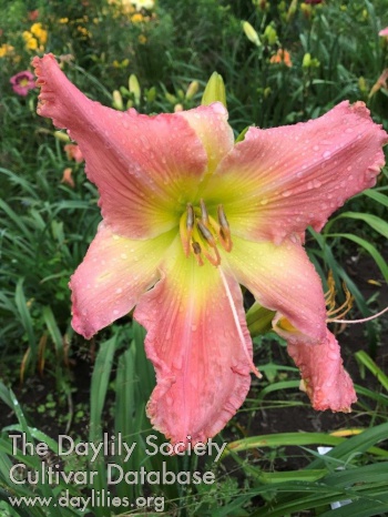 Daylily She Loves You