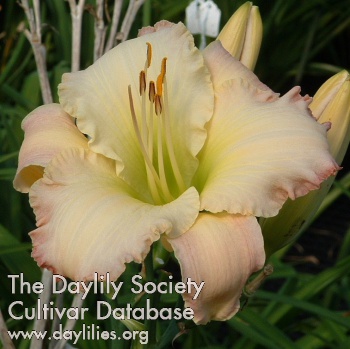 Daylily She Talks to Angels