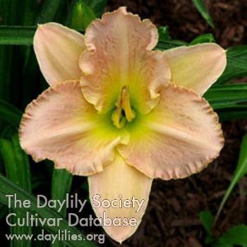 Daylily Shell Carving