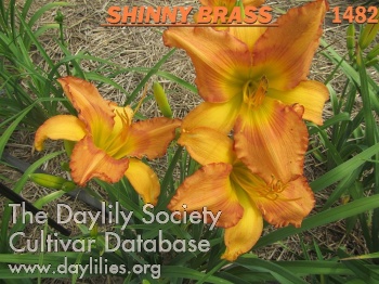 Daylily Shiny Brass