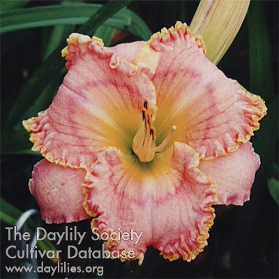 Daylily Shiralee