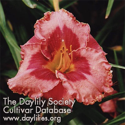Daylily Show a Heart